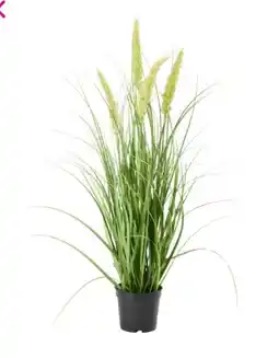Mömax Modern Living Kunstpflanze Penisetum Angebot