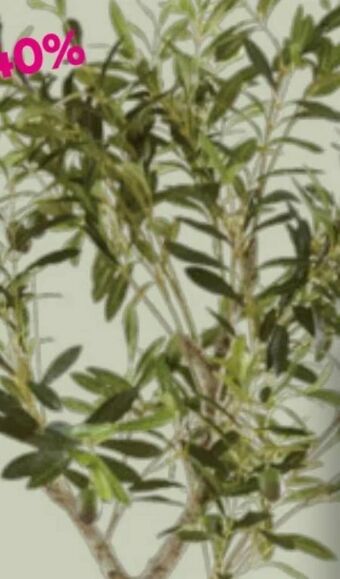 Mömax Kunstpflanze Olivenbaum Angebot