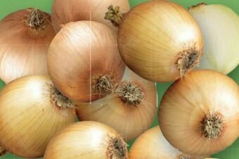 Lidl Bio-Zwiebel Angebot