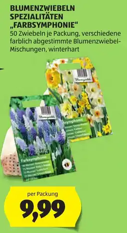 Hofer Blumenzwiebeln Spezialitäten Farbsymphonie Angebot