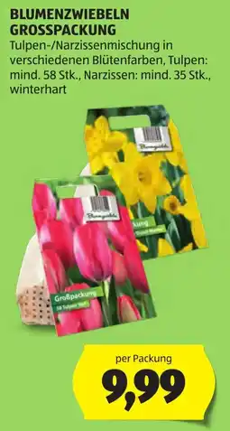 Hofer Blumenzwiebeln Grosspackung Angebot