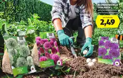 Hofer Blumenzwiebeln Zierlauch Angebot