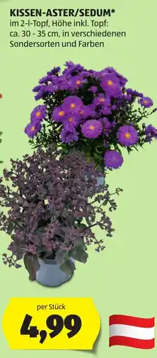 Hofer Kissen-Aster/Sedum* Angebot