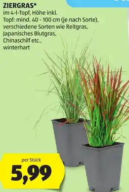 Hofer Ziergras Angebot