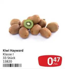 Kastner Kiwi Hayward Angebot