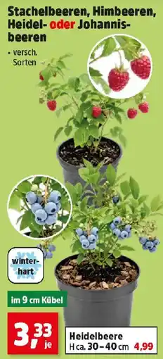 Thomas Philipps Stachelbeeren, Himbeeren, Heidel- oder Johannisbeeren Angebot