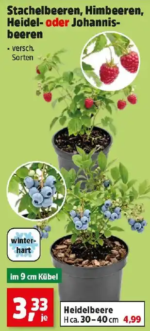 Stachelbeeren, Himbeeren, Heidel- oder Johannisbeeren
