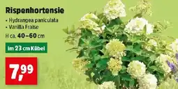 Thomas Philipps Rispenhortensie Angebot