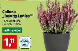 Thomas Philipps Calluna „Beauty Ladies“ Angebot