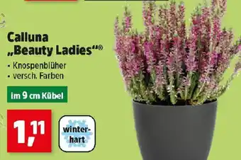 Thomas Philipps Calluna „Beauty Ladies“ Angebot