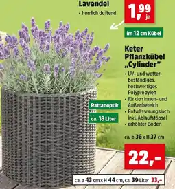 Thomas Philipps Keter Pflanzkübel „Cylinder“ Angebot