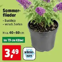Thomas Philipps Sommer-flieder Angebot