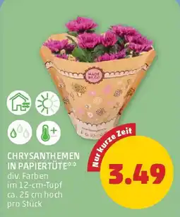 PENNY Chrysanthemen in papiertüte Angebot