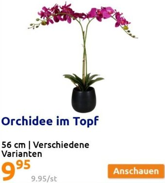Action Orchidee Im Topf 56 cm Angebot