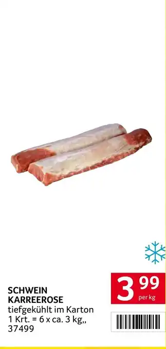 Schwein Karreerose