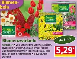 Norma Finest Garden Blumenzwiebeln Angebot