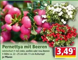 Norma Pernettya mit Beeren Angebot