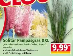 Norma Solitär Pampasgras XXL Angebot