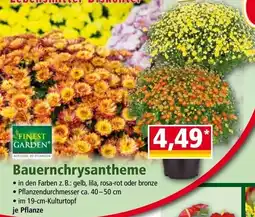 Norma Finest Garden Bauernchrysantheme Angebot