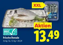 Lidl Frische Dorade Angebot