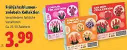 Lidl Frühjahrsblumenzwiebeln Kollektion Angebot