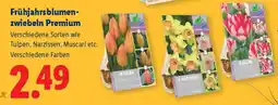 Lidl Frühjahrsblumenzwiebeln Premium Angebot