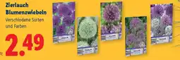 Lidl Zierlauch Blumenzwiebeln Angebot