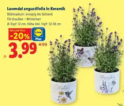 Lidl Lavendel angustifolia in Keramik Angebot