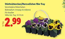 Lidl Stiefmütterchen/Hornveilchen 10er Tray Angebot