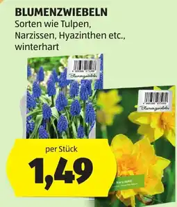 Hofer Blumenzwiebeln Angebot