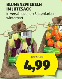 Hofer Blumenzwiebeln im Jutesack Angebot
