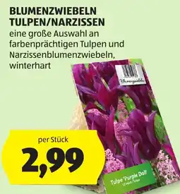 Hofer Blumenzwiebeln Tulpen/Narzissen Angebot