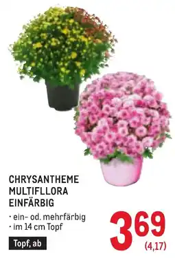 Metro Chrysantheme Multiflora Einfärbig Angebot