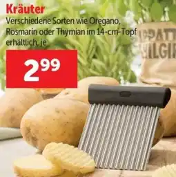 Interspar Kräuter Angebot