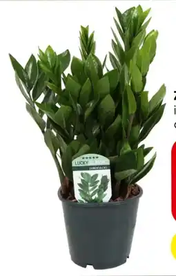 Eurospar Zamioculcas Palme Angebot