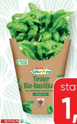 SPAR Gourmet Spar Natur pur Bio-Basilikumtopf Angebot