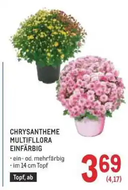 Metro CHRYSAntheme Multiflora Einfärbig Angebot