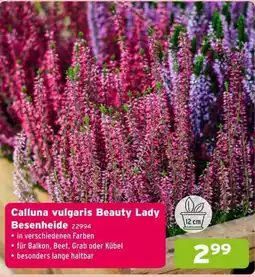 Salzburger Lagerhaus Calluna vulgaris Beauty Lady Besenheide Angebot