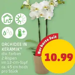 PENNY Orchidee in Keramik Angebot
