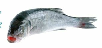 Transgourmet Wolfsbarsch Angebot