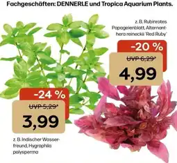 ZOO & Co DENNERLE und Tropica Aquarium Plants Angebot