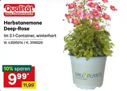 Lagerhaus Herbstanemone Deep-Rose Angebot
