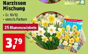 Thomas Philipps Narzissen Mischung Angebot