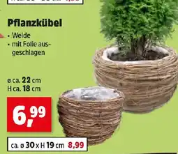 Thomas Philipps Pflanzkübel Angebot