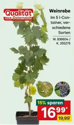 Lagerhaus Graz Land Qualität aus Österreich Weinrebe Angebot