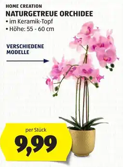 Hofer Home Creation Naturgetreue Orchidee Angebot