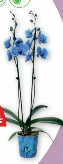 PENNY Orchidee Phalaenopsis Magic Colour Angebot