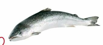 Transgourmet Lachs Angebot