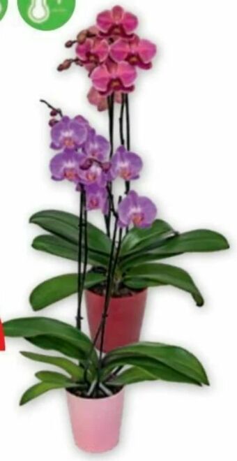 PENNY Orchidee Phalaenopsis Angebot