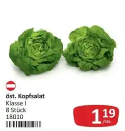 Kastner öst. Kopfsalat Angebot